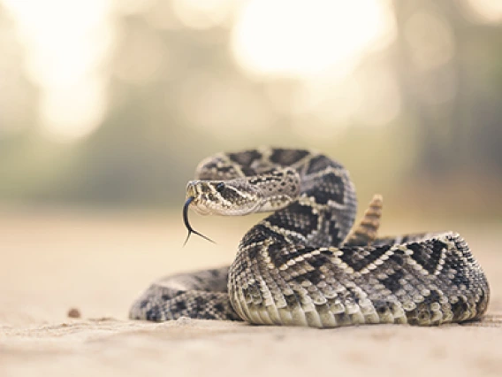 Rattlesnake Bites on the Rise – Watch Where You Step, Says UArizona Poison Center