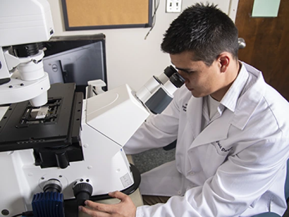 UArizona Researchers Identify Potential Pathway to Make Opioids Safer, More Effective