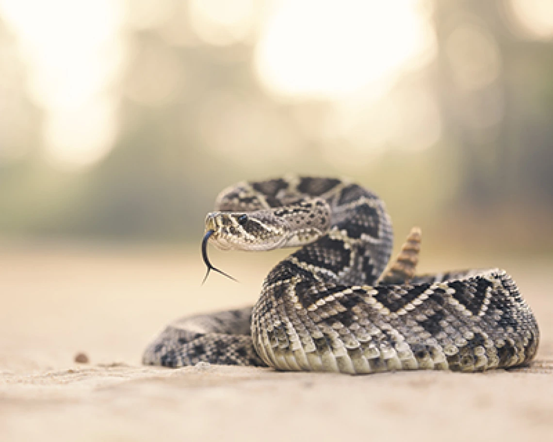 Rattlesnake Bites on the Rise – Watch Where You Step, Says UArizona Poison Center