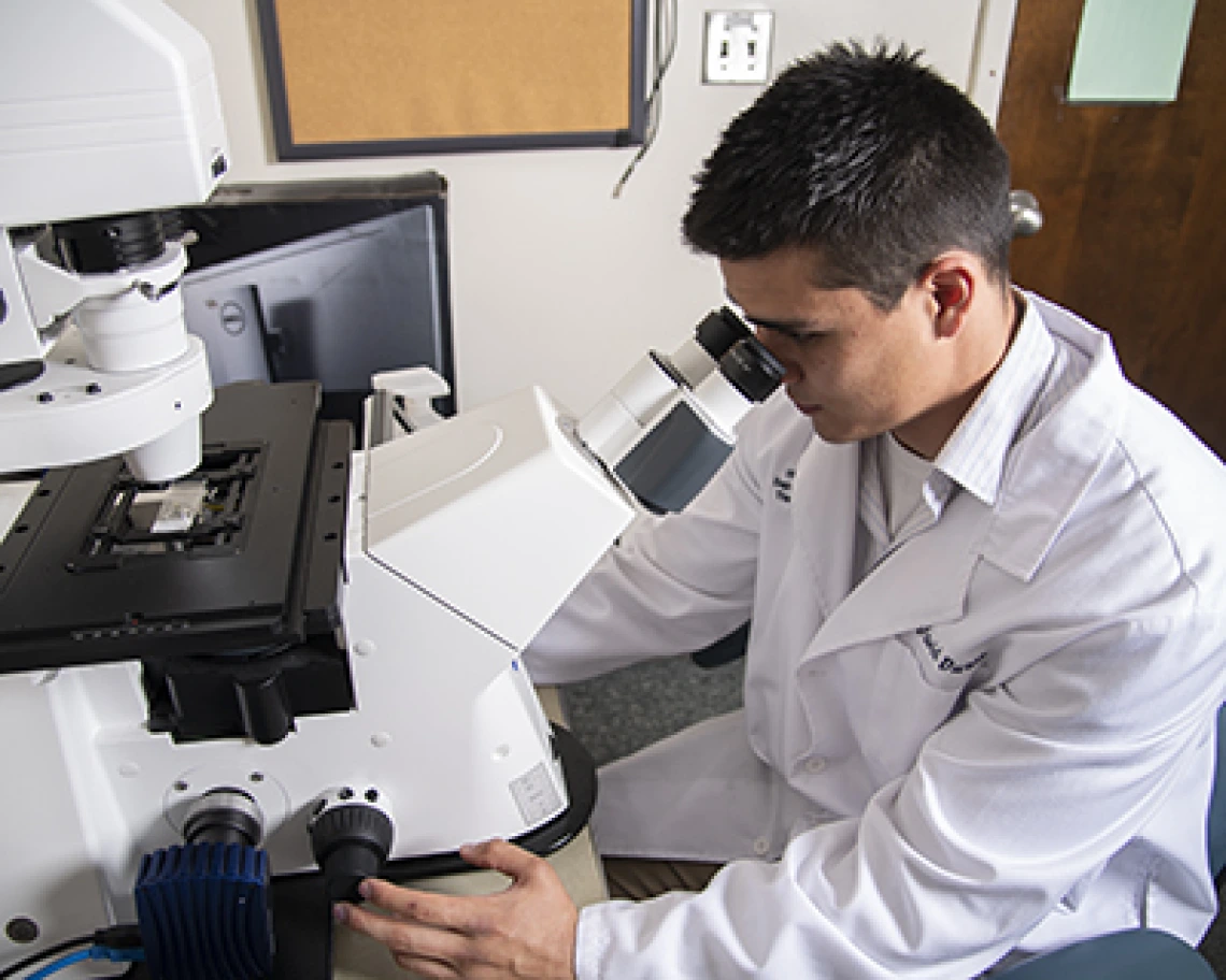 UArizona Researchers Identify Potential Pathway to Make Opioids Safer, More Effective UArizona Researchers Identify Potential Pathway to Make Opioids Safer, More Effective